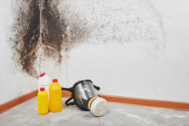 Best Bathroom Mold Remediation in Bessemer, MI