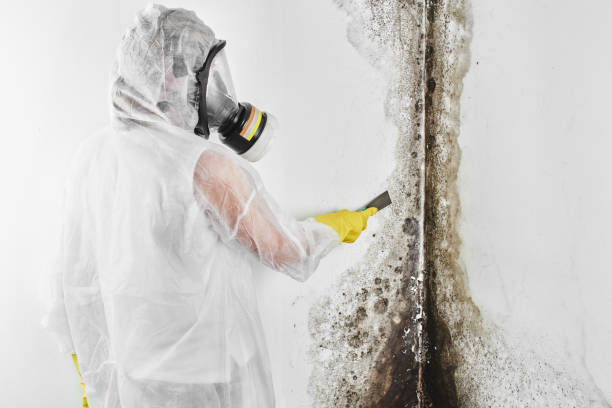 Bessemer, MI Mold Remediation Company