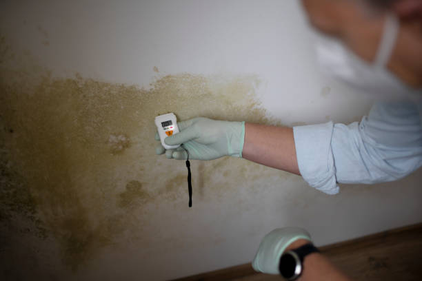 Best Industrial Mold Remediation in Bessemer, MI
