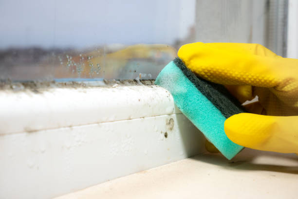 Best Attic Mold Remediation in Bessemer, MI