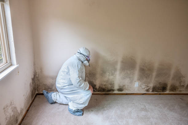 Best HVAC Mold Remediation in Bessemer, MI