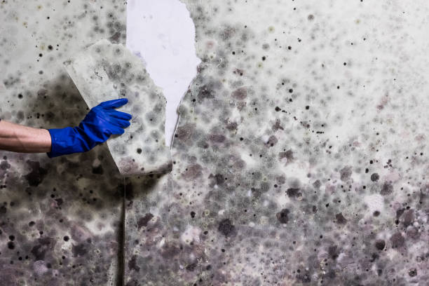 Best DIY Mold Remediation Support Services in Bessemer, MI